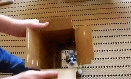 猫は箱が好きやから。猫と箱の面白映像総集編