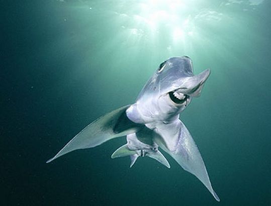 sharks_17
