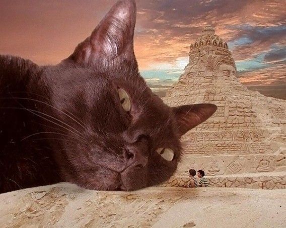 catzilla_atack_23_e