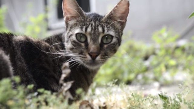 イスタンブールは猫の街だった！ゆったりまったり、どこにでも猫のいる風景を見に行こう。