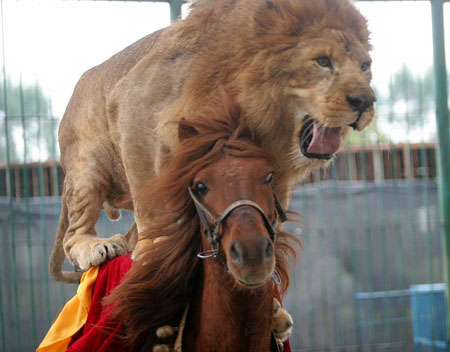 lion02