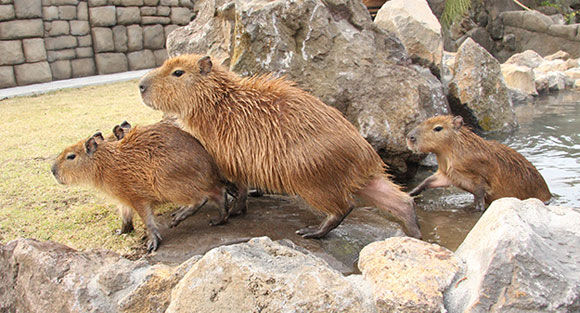 入浴始めました。日本各地のカピバラ風呂情報 (動画付）