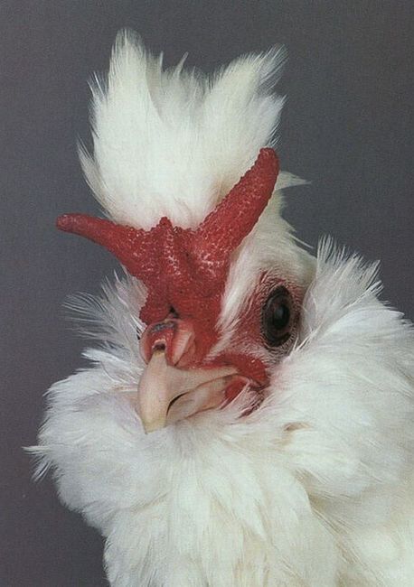 Unusual-hen-07
