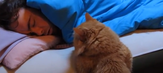 奥ゆかしい猫、飼い主が起きるまでベッドに前足をのせてじっと待つ