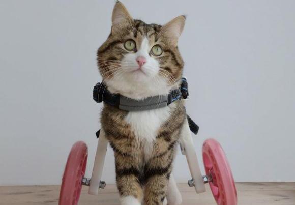 愛と笑いをふりまき続ける。多才な表情で、毎日を楽しく生きる車椅子の猫