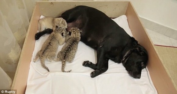 育児放棄された3匹のライガーの赤ちゃんの母親となったラブラドール犬（ロシア）