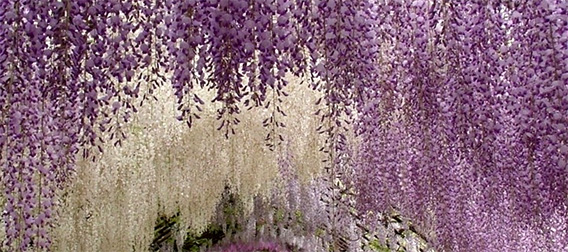 世界が息をのんだ美しさ。足利フラワーパークの「藤の花ガーデン」がジャパニーズ風流！と世界で話題に