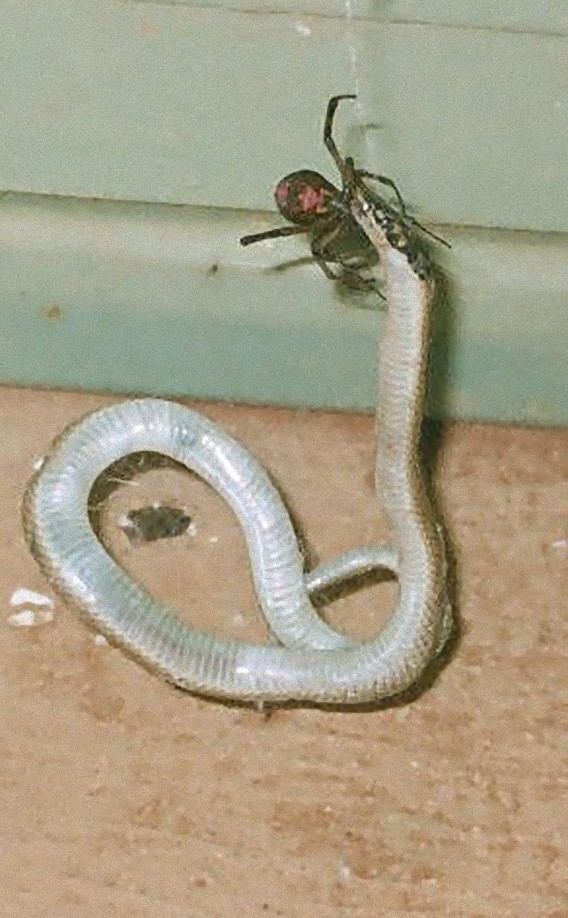 Змея с пауком на хвосте фото