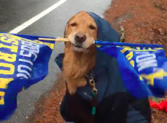 頑張れ頑張れ！大雨の中、旗をくわえてランナーたちを応援し続ける犬がいた（アメリカ）