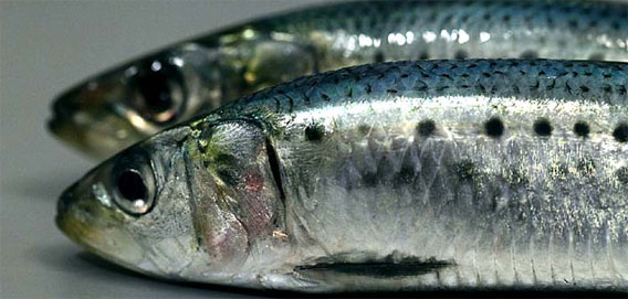 青魚を食べると恐怖の記憶和らぐ傾向があることが明らかに（国立精神・神経医療研究センター）