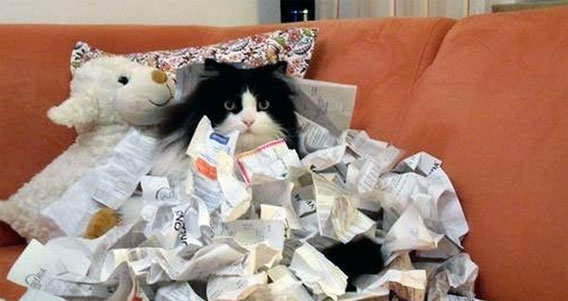 本当は怖い？猫のひとりかくれんぼ