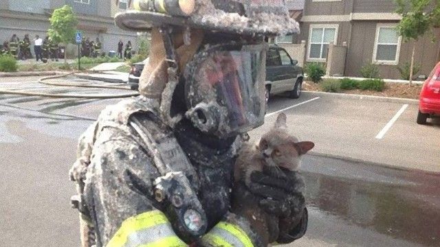 火事や高所も何のその。猫を救う消防士たちの雄姿