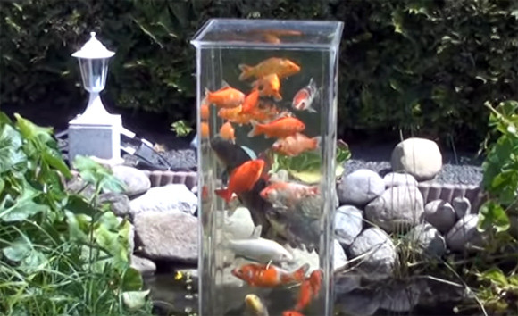これぞまさしく「鯉のぼり」。池に水槽を設置した鯉の塔に集まる鯉