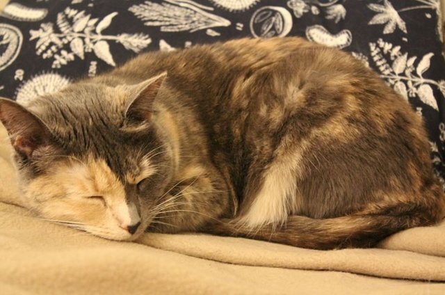 calico-5