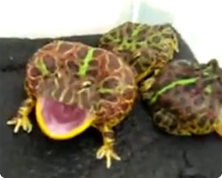 【動画】激しい怒りをあらわにするカエル