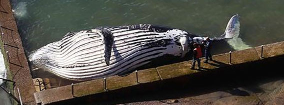 オーストラリア・シドニーの海岸プールに全長10メートルのザトウクジラが漂着