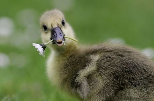 animals_77_30