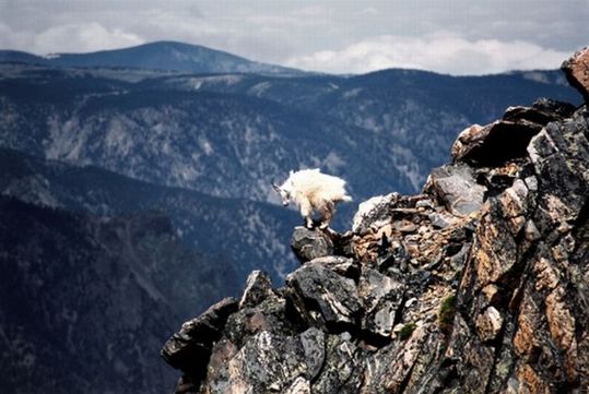 crazy_goats_09