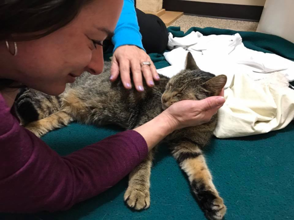 「その猫！2年半前に消えた私の猫です！」15歳の老猫を保護した施設が里親募集をしたところ、うれしいサプライズ（アメリカ）