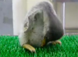 生まれたばかりのペンギンのうとうとコクン