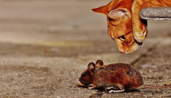 人と触れる機会が多いネズミは10年もしないうちに見た目が変化することが判明（スイス研究）