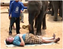 象が踏んでも壊れない？快感象のマッサージ師