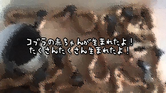 君は数えられるかな？コブラの赤ちゃんが生まれたよ！（爬虫類注意）