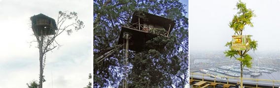 天上人になりたくて？高所すぎてクラクラしそうな世界10の木の上の家