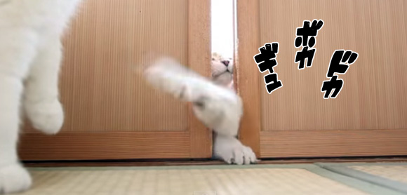 「にゃん斗百裂拳」 世界一激しい,猫のふすまの開け方