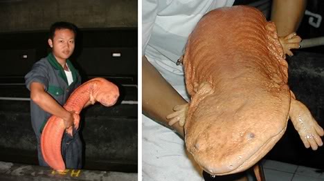 Chinese-giant-salamander