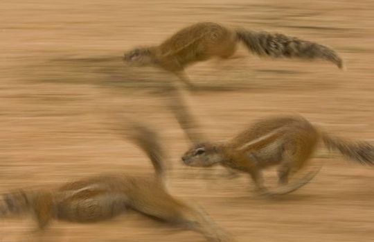 gophers_06