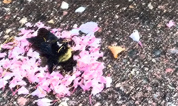 死んだハチのまわりに花びらを集めて置いていくアリたち。お葬式をあげている？闇の儀式？その目的は？