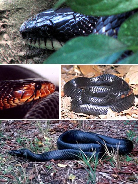 purple_animals_7