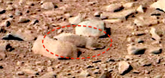 火星に小動物？NASAの火星画像にとらえられていた動物のようなもの