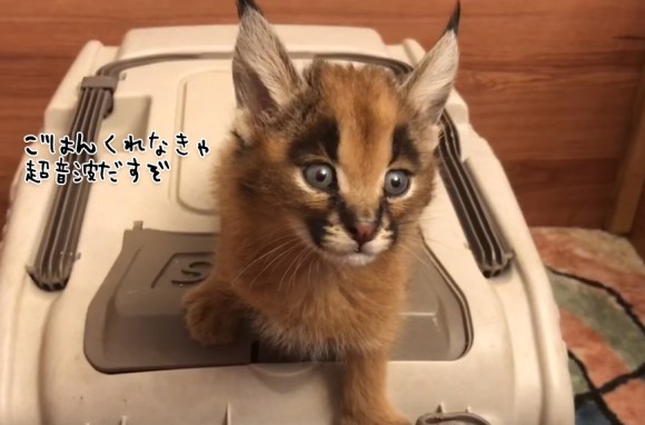 耳毛キュートなワイルドキャット「カラカル」の子猫。お腹がすいたときの鳴き声のピキピキ感がすごい（要音声）