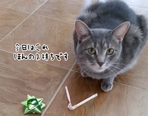 「今日はこれをあげます」毎日のつけとどけを欠かさない猫