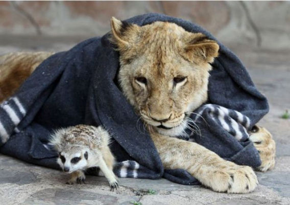 best_buddies_lion_640_07