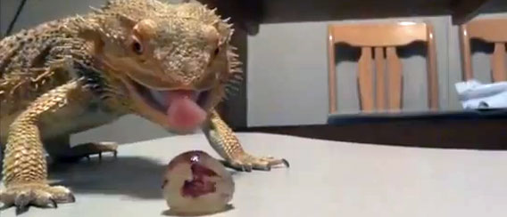 ブドウの攻略に苦戦するフトアゴヒゲトカゲ