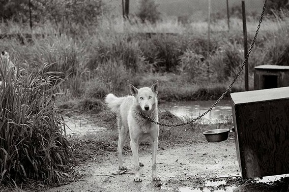 old_dogs_32
