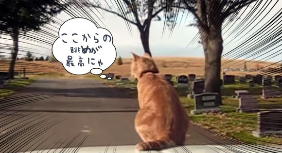 「絶景にゃ！」走行中の車から外に出て縦横無尽に動き回るフリーダムな猫