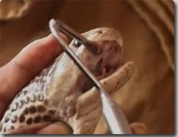 蛇の急増にともない、蛇を捕獲する訓練を行うインドの消防士たち