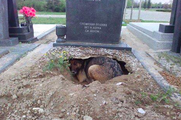 お墓に穴を掘り、その中で４匹の子犬を育てていた母犬の物語（セルビア）