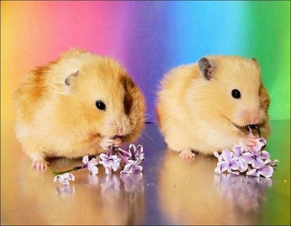 hamsters_04