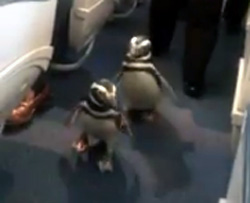 空は飛べないけど飛行機なら乗れるんだぜ。ペンギン空の旅