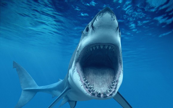 インターネットがサメの襲撃を受けたとGoogleが発表