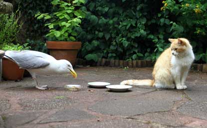 swns-gull4