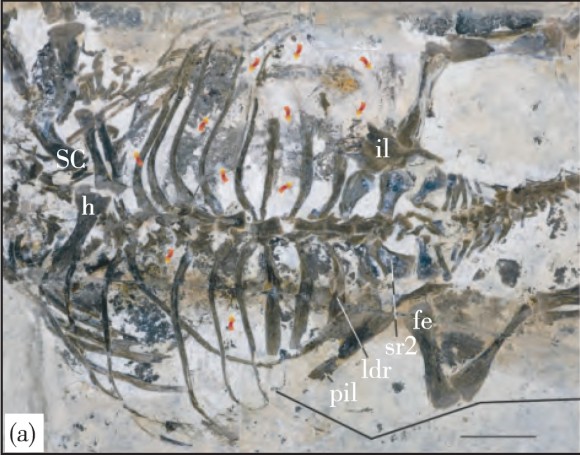 ankylosaur-bones_e