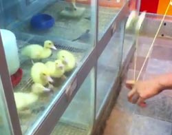 華麗なるヨーヨーテクニックに目が釘付け、体は条件反射なアヒルの子どもたち