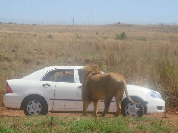 only_in_africa_21