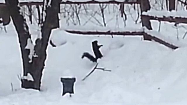 drunksquirrel4